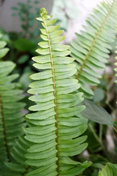 在自然花园中新鲜的绿色肾病或剑蕨类植物叶 — 图库照片