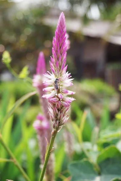 Ροζ Celosia Argentea Λουλούδι Στον Κήπο Της Φύσης — Φωτογραφία Αρχείου