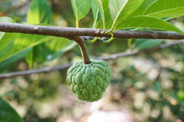 Şeker elma ya da Annona squamosa meyve doğa Bahçe