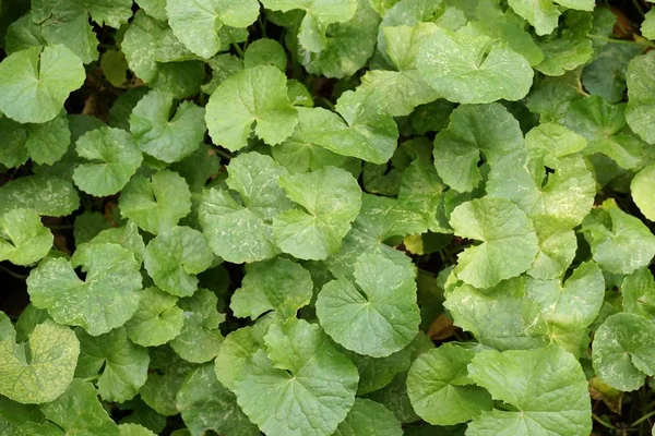 Fresh Green Centella Asiatica Plant Nature Garden — Stock Photo, Image