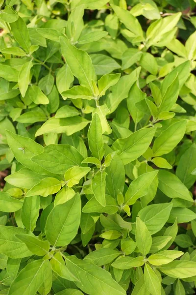 Rhinacanthus Nasutus Φύλλα Στη Φύση Κήπο — Φωτογραφία Αρχείου