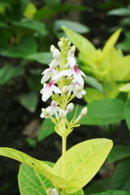 Doğa bahçesinde beyaz çiçek