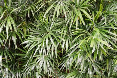 Taze yeşil Rhapis Excelsa bitkisi doğa bahçesinde