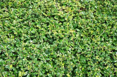 Doğa bahçesinde taze yeşil Carmona retusa bitkisi