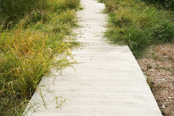 Tayland Doğa Bahçesinde Çimento Yolu — Stok fotoğraf