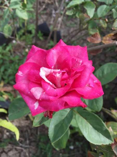 Rosa Damast Ros Blomma Naturen Trädgård — Stockfoto