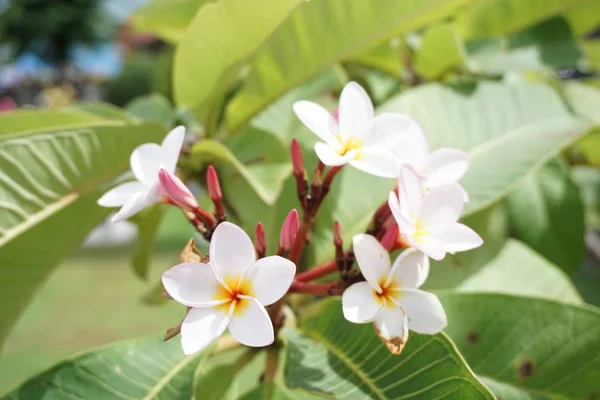 Flor Plumeria Branca Jardim Natureza — Fotografia de Stock