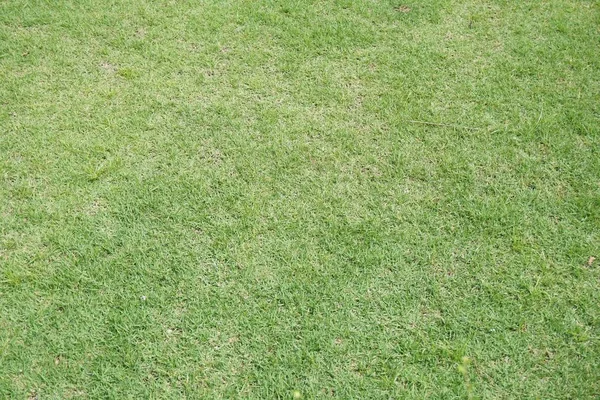 Fermer Herbe Verte Fraîche Dans Jardin Naturel — Photo