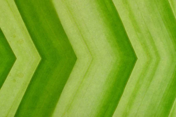 Искусство Зеленый Цвет Абстрактный Рисунок Фон — стоковое фото