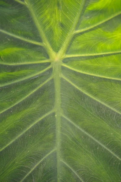 Colocasie Fraîche Esculenta Laisse Texture Dans Jardin Naturel — Photo
