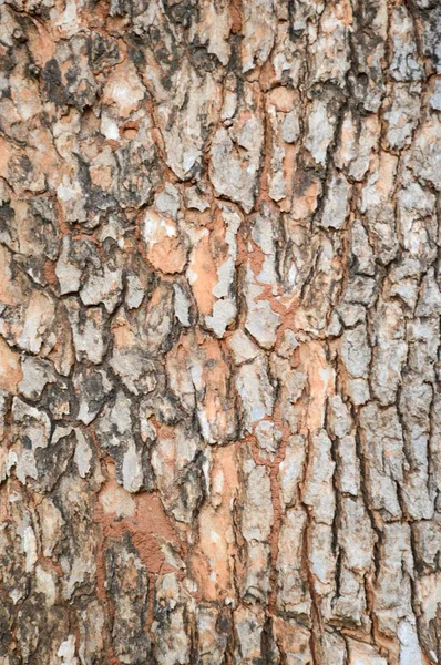 close up dry bark tamarind tree texture