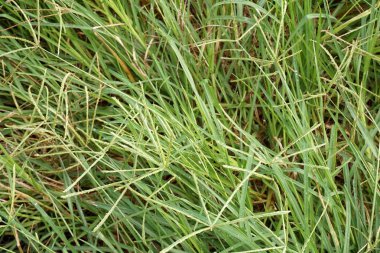 Doğa bahçesinde taze yeşil çimenler