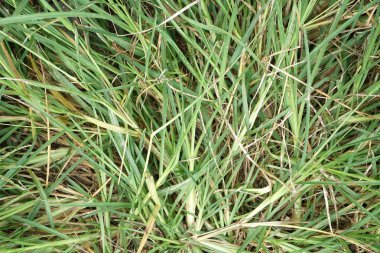 Doğa bahçesinde taze yeşil çimenler