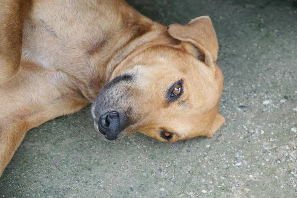 水泥地板上可爱的褐色狗 — 图库照片