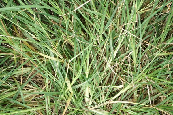 Doğa bahçesinde taze yeşil çimenler