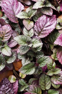 Hemigraphis alternata bitki doğa Bahçe