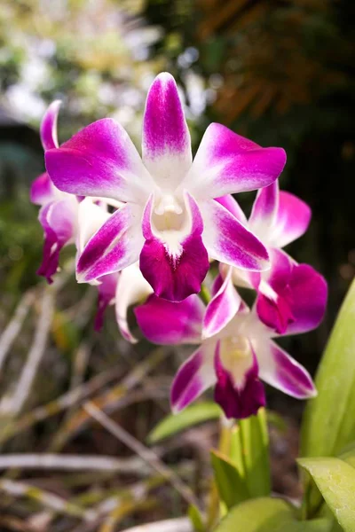 Orchideenblume Naturgarten — Stockfoto