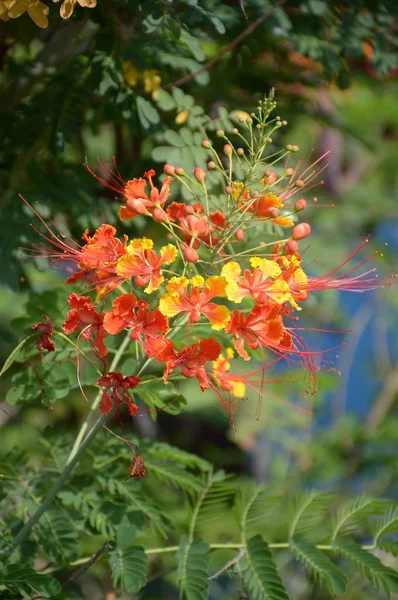 Caesalpinia Pulcherrima Flower Nature Garden — Stock Photo, Image