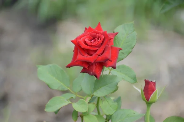 自然の庭で赤いダマスクバラの花 — ストック写真