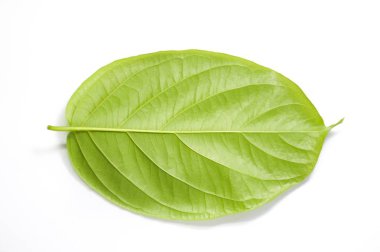 taze yeşil combretum indicum beyaz arka plan üzerinde bırakır