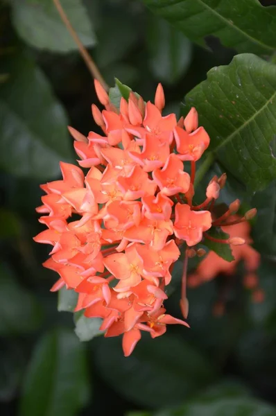 Κόκκινο Λουλούδι Ixora Cocccinea Στον Κήπο Της Φύσης — Φωτογραφία Αρχείου