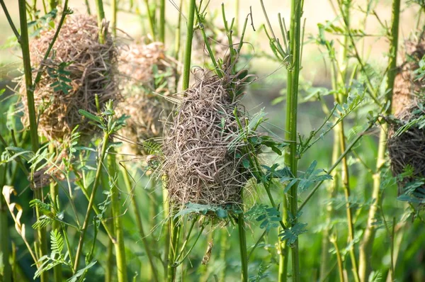 Vogelnest Aus Nächster Nähe Auf Sesbania Baum Naturgarten — Stockfoto