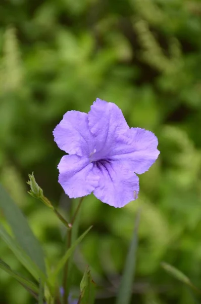 自然園の紫色のルエリア塊茎の花 — ストック写真