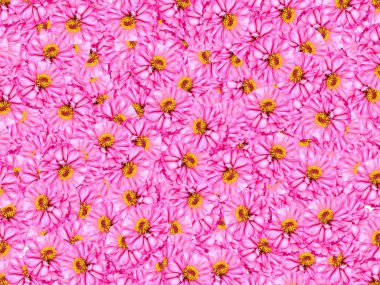 pembe zinnia çiçeği desen arka plan