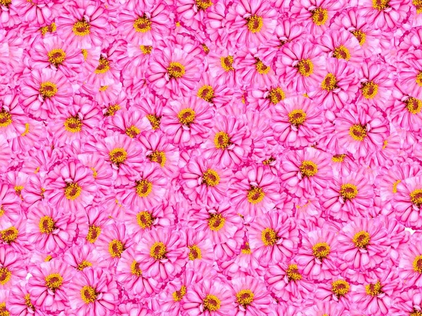Rosa Zinnia Blumenmuster Hintergrund — Stockfoto