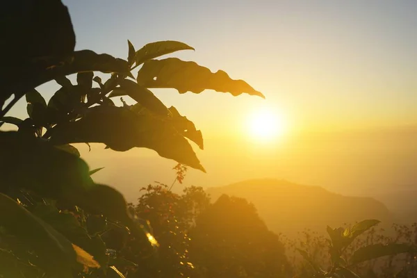 Silhouette Blättert Pflanze Sonnenuntergang Nordthailand — Stockfoto