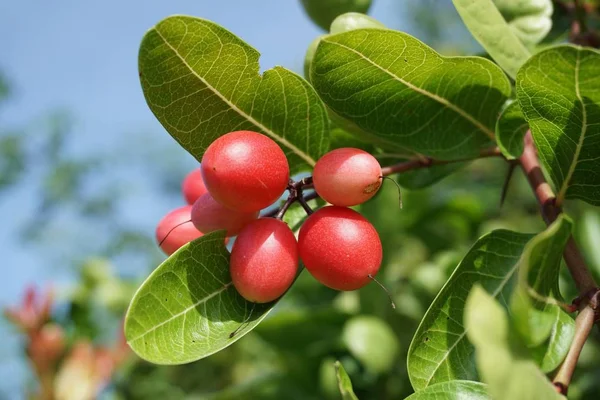 Natal Carandas Boom Natuur Tuin — Stockfoto