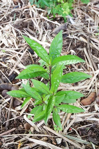 新鲜的绿色巴莱里丽拉克里斯塔斯植物在自然花园 — 图库照片