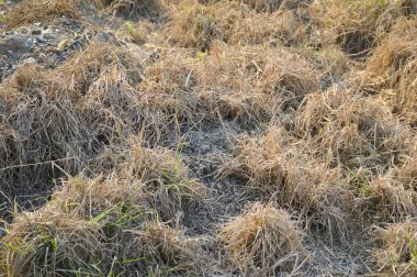 Doğa bahçesindeki kuru çimenler