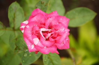 Doğa bahçesinde pembe bir gül çiçeği