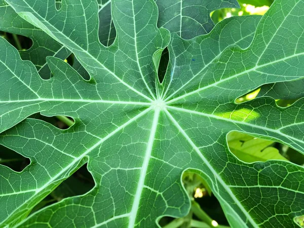 Papaya yaprakları doğa bahçesinde