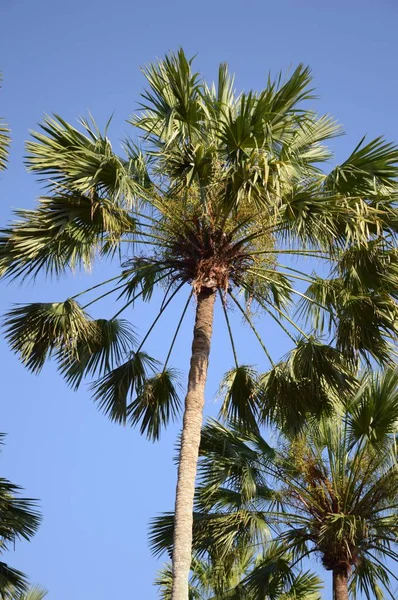 Doğa bahçesindeki areca catechu ağacı