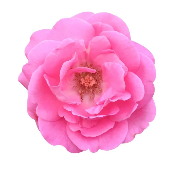 Beyaz arkaplanda pembe bir gül çiçeği