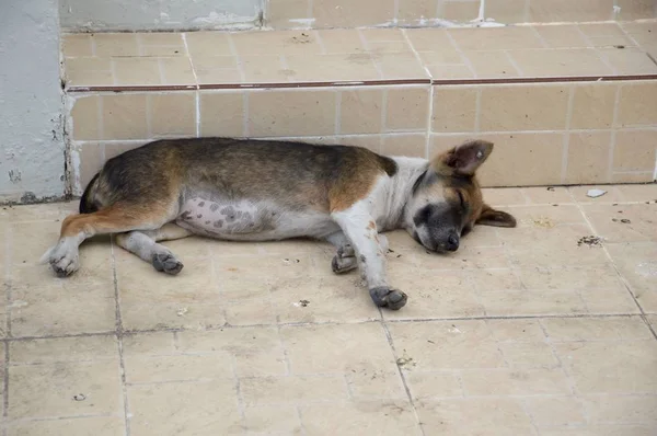 Perro Dormir Suelo Cemento —  Fotos de Stock