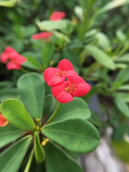 Rojo Euphorbia Milii Flor Jardín Naturaleza — Foto de Stock