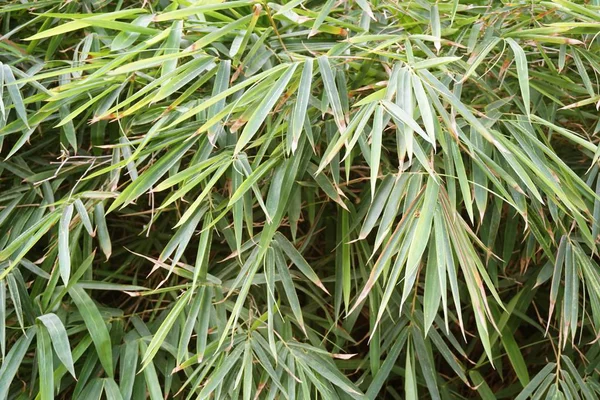 自然花园中新鲜的绿色竹叶 — 图库照片