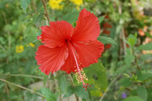Kırmızı Hibiscus Syriacus Çiçeği Doğa Bahçesinde — Stok fotoğraf