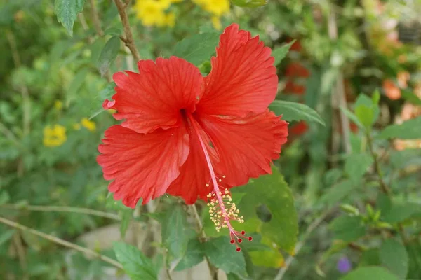 Piros Hibiscus Syriacus Virág Természetben Kert — Stock Fotó