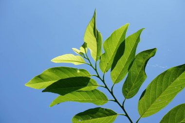 Taze yeşil Annona Squamosa yaprakları doğa bahçesinde