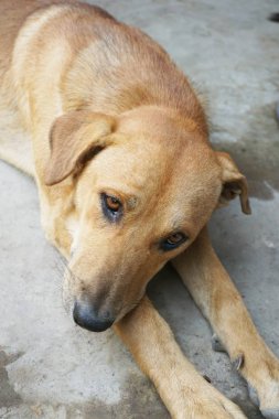 Beton zeminde sevimli kahverengi bir köpek.