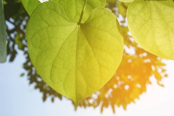 新鲜的绿叶和阳光 — 图库照片