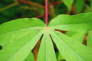 taze yeşil Manihot esculenta yaprakları doğa Bahçe kapatın