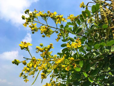Sarı Senna siamea çiçeği doğa bahçesinde