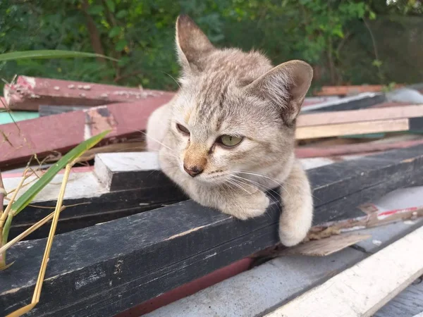 可爱的小猫咪在国家泰国 — 图库照片