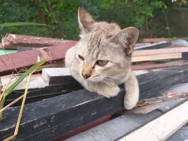 Cute Tabby Cat Country Thailand — Stock Photo, Image