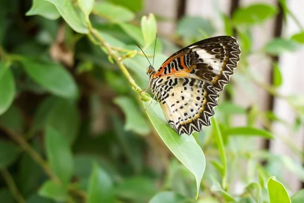 Bela Borboleta Folhas Verdes Jardim Natureza — Fotografia de Stock